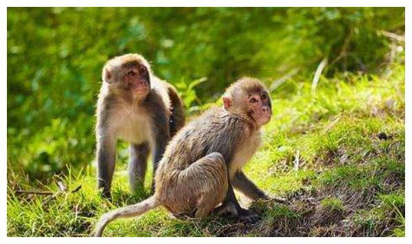 十猴九劳苦揭秘1968年生肖猴的毕生寿命过了50岁后什么命