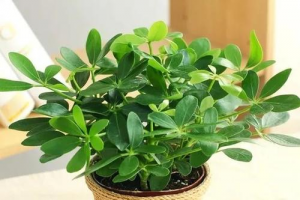 属虎家里养什么植物好(属虎家里适合养什么植物)