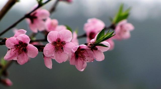 3月桃花运很好的三大生肖,爱神眷顾,喜接正缘