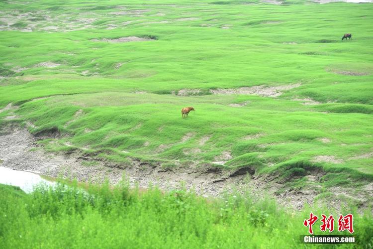 陈超 摄图为大面积的消落带长满了绿色野草.