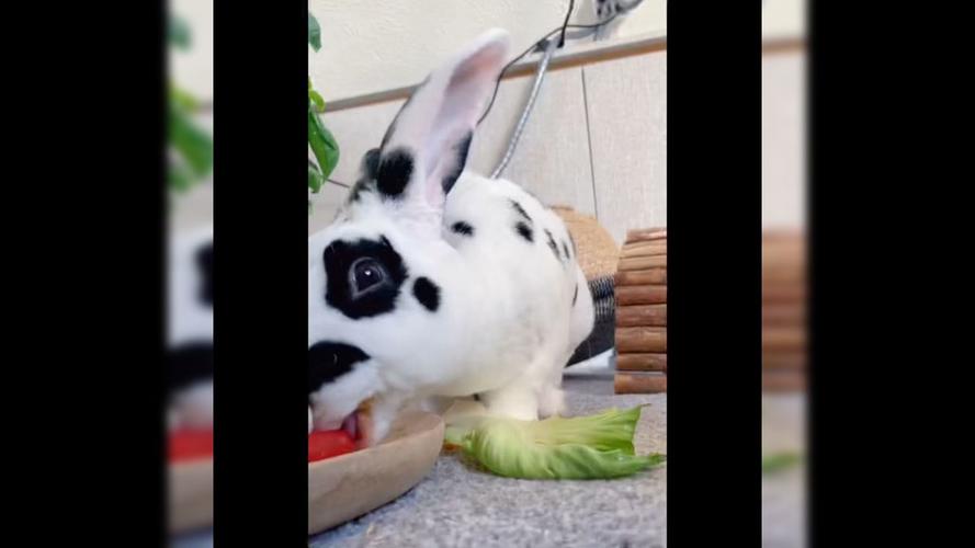 小兔子吃青菜