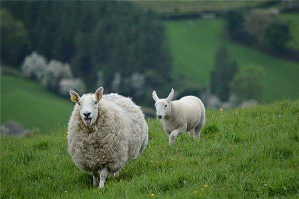 今年新疆刀郎羊价格_属羊的今年多少岁_属女羊跟属男狗的配吗