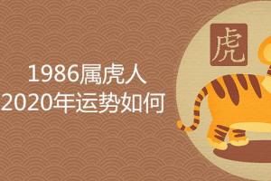 1986年属虎人是典型的火虎之命,由于其性格较为急躁,所以在前半生的