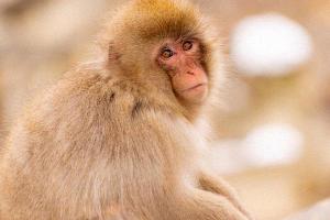 92年属猴人生什么属相的宝宝旺运1992年属猴人子女最好是什么生肖