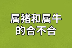 生肖牛和生肖猪配吗(生肖牛和生肖猪的人性格合的吗)