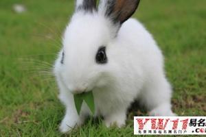 属兔的年份属兔的是哪一年属兔的年份属兔的是哪年出生