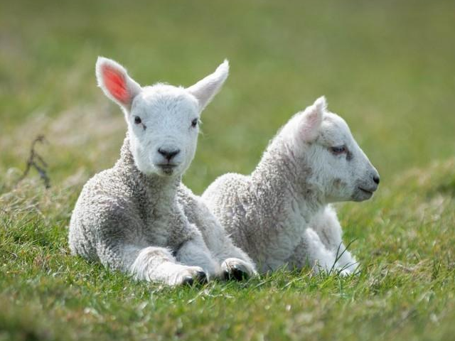 农历5月份生的羊宝宝有福气吗