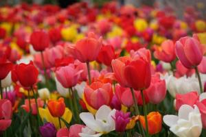 阳春三月,百花盛开,一片万紫千红.一花独开不是春,百花争艳香满园