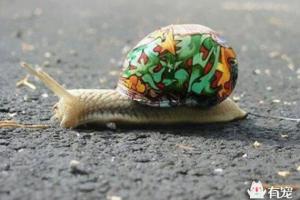 蜗牛壳上的彩绘这样的蜗牛很艺术