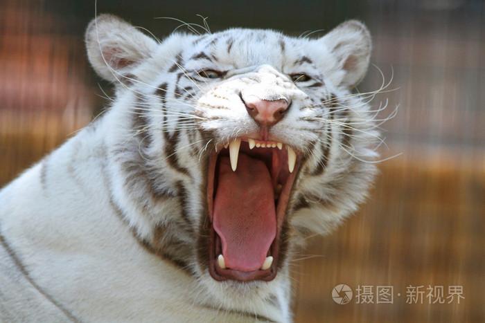 白老虎咆哮用锋利的牙齿