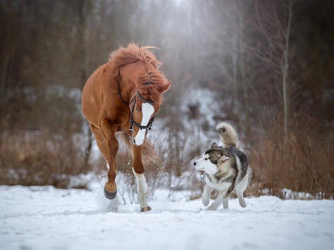 马和狗在雪中奔跑 iphone 壁纸
