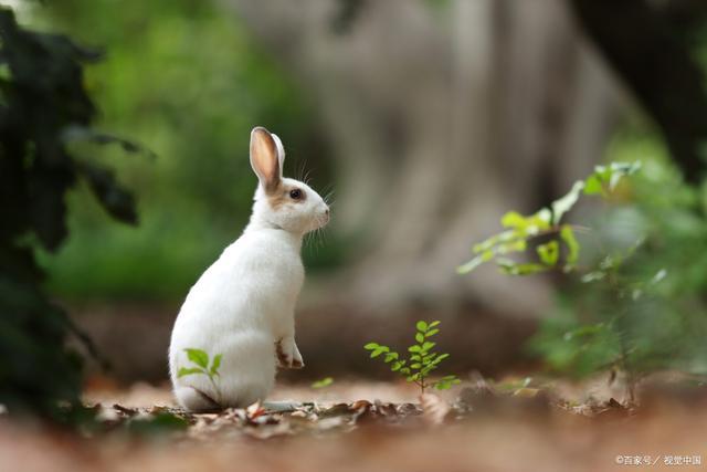 十二生肖里的卯兔来历与传说以及象征意义关于玉兔的神话故事