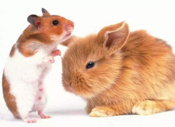 1,鼠男兔女合适婚配会怎么样:鼠男和兔女相配