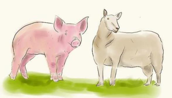 猪和羊配婚姻好不好?