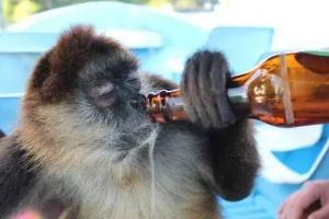 印度猴子太猖狂喝酒抢劫绑架杀人无恶不作却没人能管