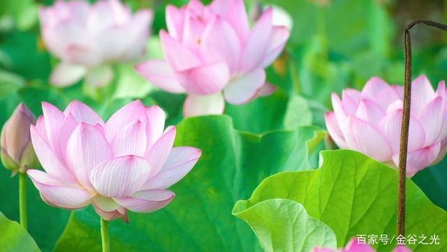 荷花,属毛茛目睡莲科,是莲属二种植物的通称.又名莲花,水芙蓉等.