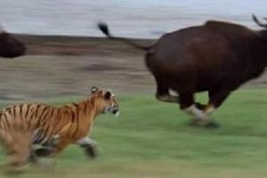 为什么老虎可以单杀野牛而两头狮子都很难杀死野牛