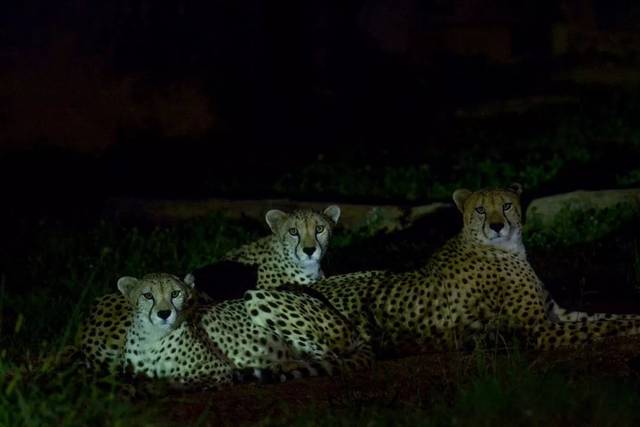 如果夜晚去动物世界游园 你还能看到黑夜里 双目发亮行动敏捷的非洲