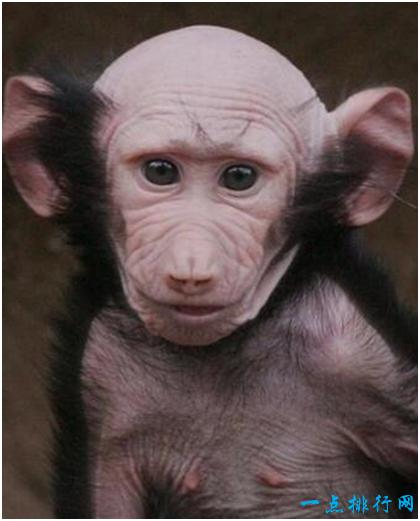 世界上最丑的猴子,秃猴面部赤裸,头顶没有毛发