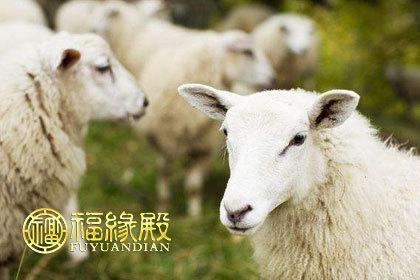 十二生肖 生肖配对   属羊的人温和细腻,有着深厚的人情味,但他们也