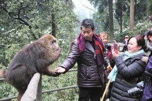 > 正文    新年伊始,一条峨眉山景区面向全球属猴的华人实行门票免费