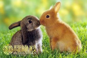 1999年出生的属兔人事业运势出生在1999年的生肖兔人在一生事业发展中
