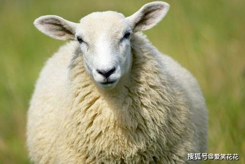 3,属羊人的优点和缺点
