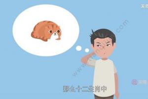 十二生肖为什么没有猫 为什么十二生肖里面没有猫咪