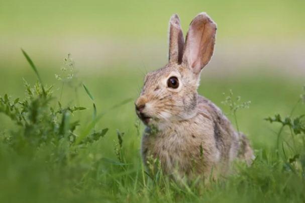 多数生肖兔的素质比较高,行为举止得体大方,懂得把握分寸,唯一的不