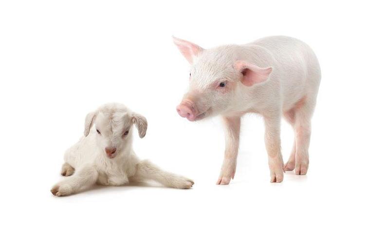 18个最好的猪在最不寻常的姿势图片id: 307304 白色背景中的山羊和猪