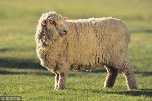 1967年是农历丁未年,也就是羊年.那么,这年出生的人属相为羊.