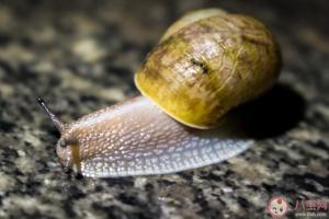 蜗牛壳口有一些白色物质是什么东西蜗牛分泌的粘液有什么作用