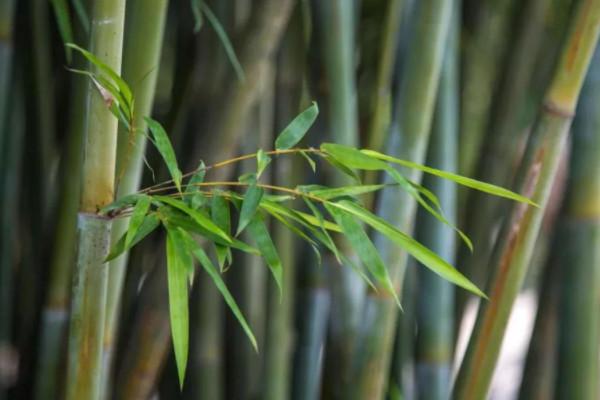竹子与风水竹子的风水禁忌