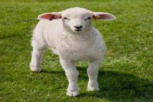 解梦大全 生肖性格 属羊的人性格特点是什么导语:多数人一提起属羊人