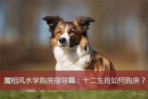 那么不同的十二生肖属相都需要在购买住房的时候注意哪些风水上的变化