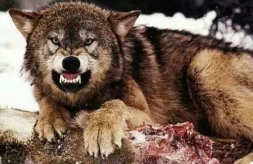 狼子野心表达的意思 狼子野心;比喻什么动物?