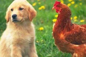 为什么老人说属鸡的不能和属狗的结婚?