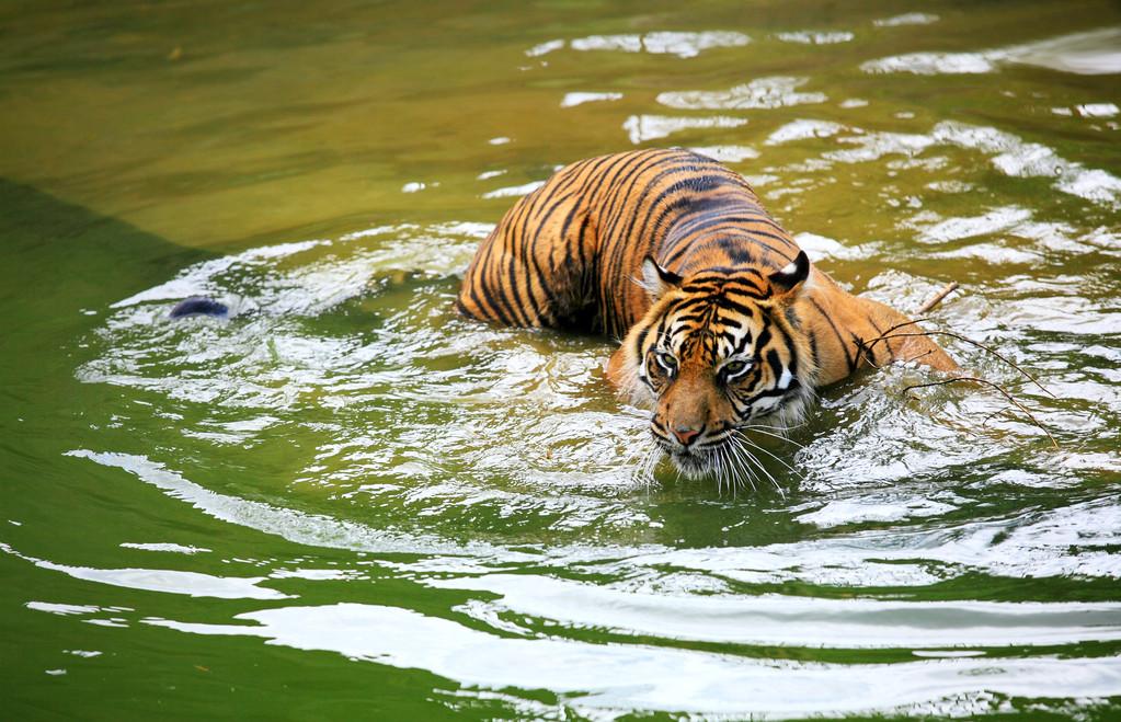 老虎,老虎在绿色的水中游泳