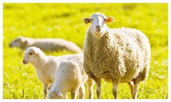 属相婚配羊配什么生肖,什么属相和属羊的最配