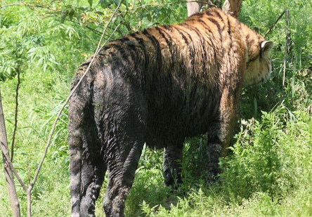 动物园池水发黑淤泥发臭 老虎被染成黑虎让游客担忧