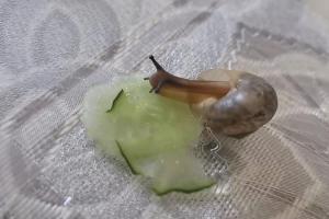 捡了一只蜗牛养了挺久了,不小心把它掉到地上,蜗牛壳破了一个洞.