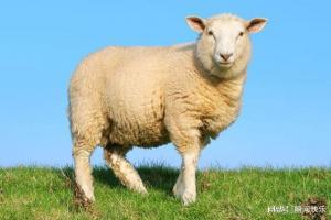 10个羊9个富以下几年出生的属羊人注定事业有成大器晚成