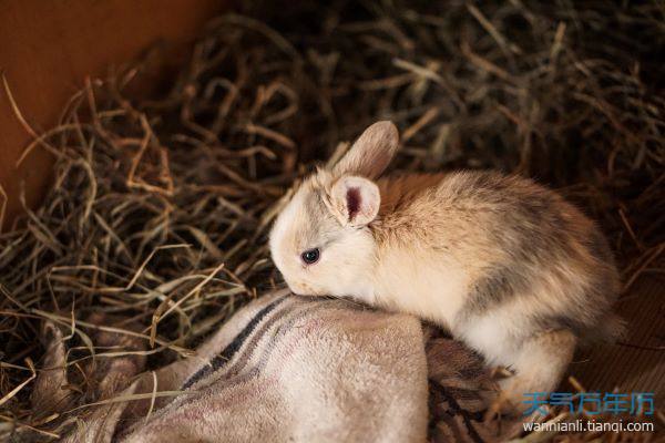 属兔的人胆子非常小,内心缺乏安全感,因此他们非常讨厌比较高危的行业