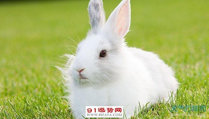 属兔是哪年出生的 属相兔的年份是几几年_生肖知识_91运势网