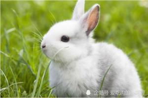 生肖兔尤其是1975年属兔人一生最旺谁看看其中有你吗