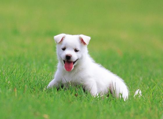 十二生肖 生肖狗 正文   出生在8月份的属狗人一般都是聪明能干,才华