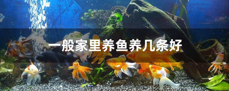 一般家里养鱼养几条好