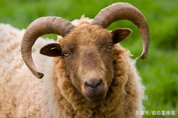 生肖羊:67年属羊人的一生宿命,54岁晚年可以依靠谁?