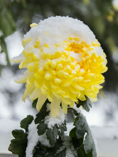 【诗词鉴赏】十首冬天菊花的诗词,在冰天雪地里依然是那样美丽!