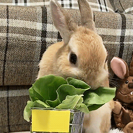 兔子吃青菜 gif - 吃东西的小兔兔,我可以看一天_兔子表情